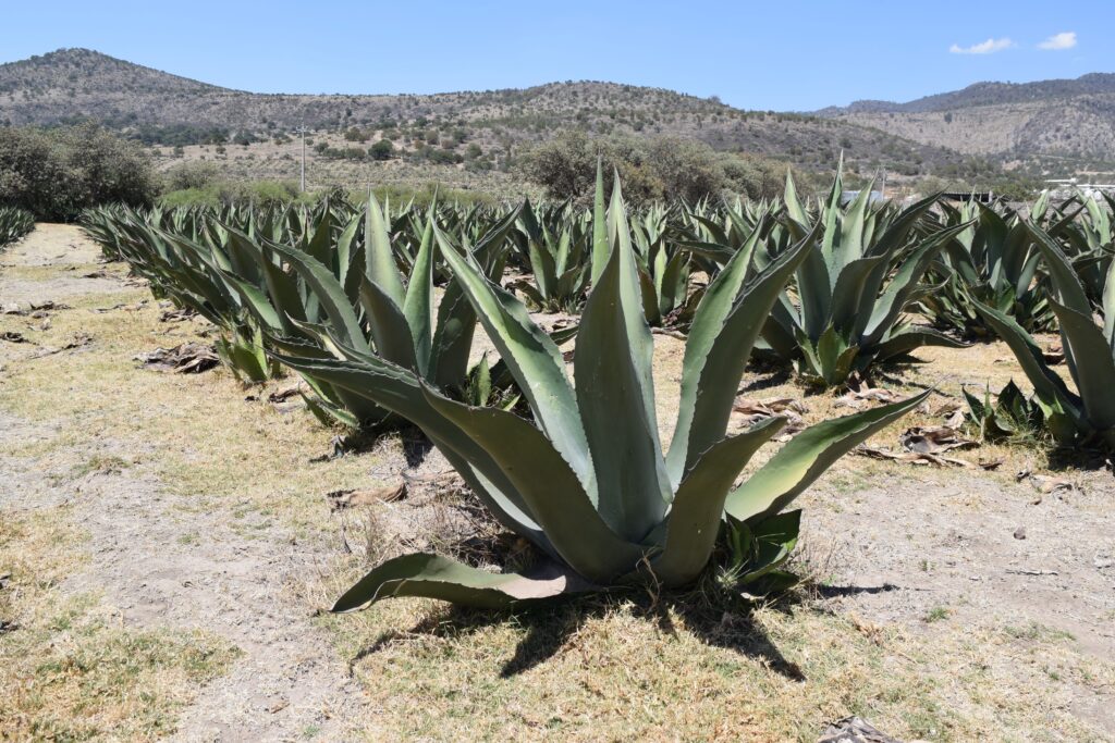 Agaves